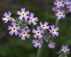 Primula incana