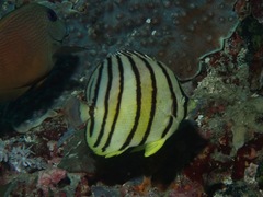 Chaetodon octofasciatus