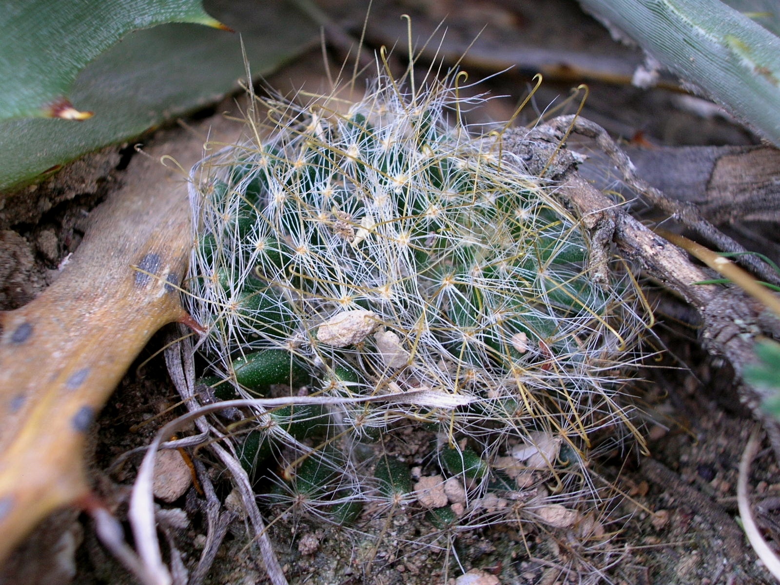 Mammillaria crinita ssp. crinita