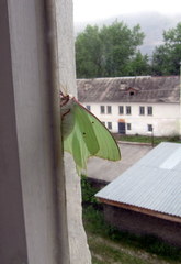 Actias artemis