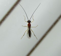 Braconidae