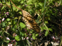 Speyeria coronis