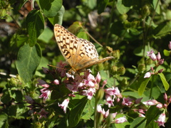 Speyeria coronis