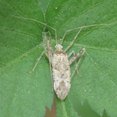 Phytocoris rufoscriptus