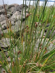 Juncus arcticus