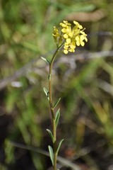 Erysimum coarctatum