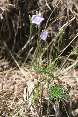 Campanula moravica