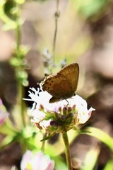 Callophrys gryneus