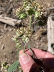 Phacelia mutabilis
