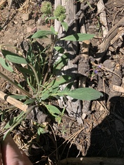 Phacelia mutabilis