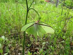 Actias