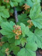 Ribes erythrocarpum
