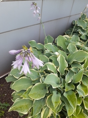 Hosta kiyosumiensis