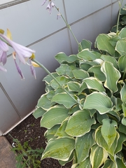 Hosta kiyosumiensis