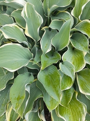 Hosta kiyosumiensis