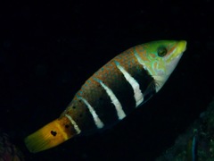 Barred Thicklip photo 4