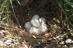 Mountain Quail photo 4