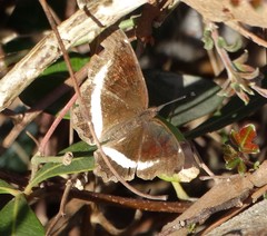 Eurytela hiarbas angustata