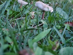 Calocybe
