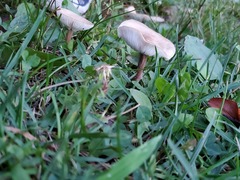 Calocybe
