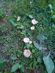 Calocybe