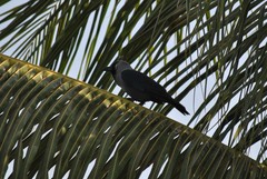 Corvus splendens