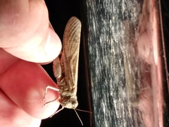 Circotettix undulatus