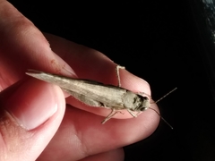 Circotettix undulatus