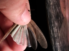 Circotettix undulatus