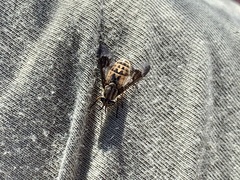 Chrysops coloradensis