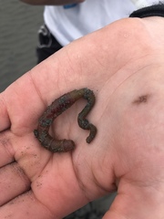 Abarenicola pacifica