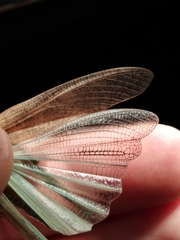 Circotettix undulatus