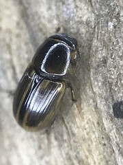 Labarrus cincticulus