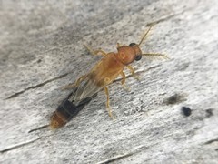 Distremocephalus texanus