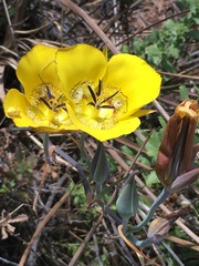 Calochortus clavatus