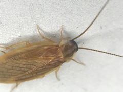 Compsodes schwarzi