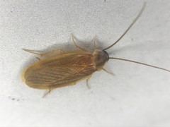 Compsodes schwarzi