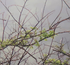 Zosterops erythropleurus