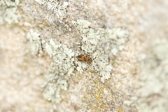 Phyllobrotica