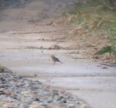 Dendronanthus indicus