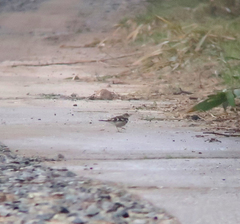 Dendronanthus indicus