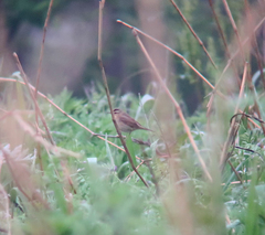 Acrocephalus bistrigiceps