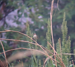 Acrocephalus bistrigiceps