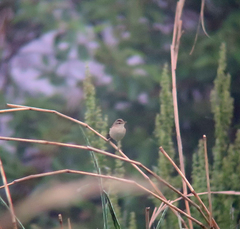 Acrocephalus bistrigiceps