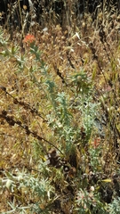 Castilleja foliolosa
