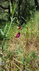 Lathyrus