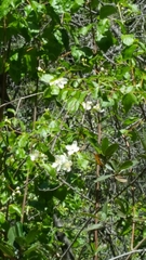 Philadelphus lewisii