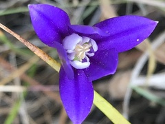 Brodiaea stellaris