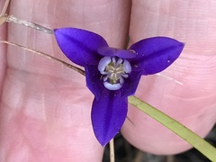 Brodiaea stellaris