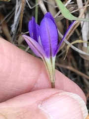 Brodiaea stellaris